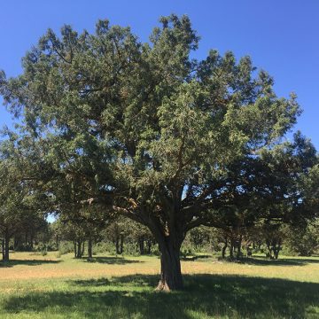 sabinas aldonza gourmet bodega albacete