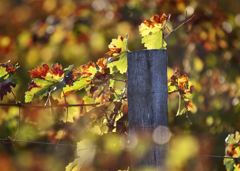 cambio del color de las hojas de los viñedos en otoño